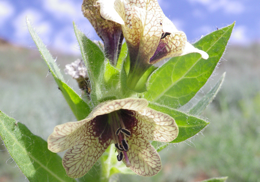  чорна (Hyoscyamus niger )
